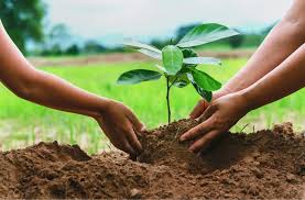 Tree Plantation